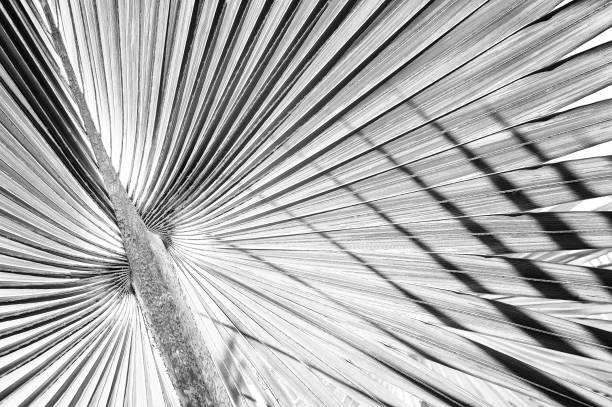 istock tropical palm leaf, black and white toned 1209990963
