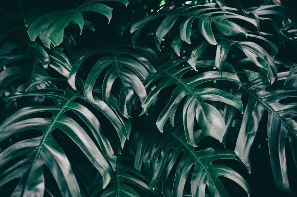 istock monstera leaf, dark green foliage in rainforest, nature background 1209991036