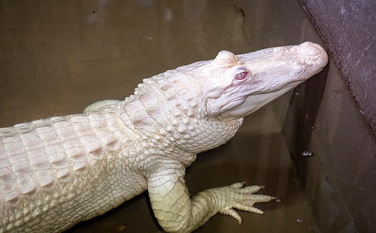 A rare albino alligator caught in the swamps of the Mississippi River, and placed in a temporary tank for scientific observation. This specimen is a good candidate for educational studies.
