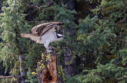 The osprey or the western osprey (Pandion haliaetus) â also called sea hawk, river hawk, and fish hawk â is a diurnal, fish-eating bird of prey . Yellowstone National Park. Perching on a stump