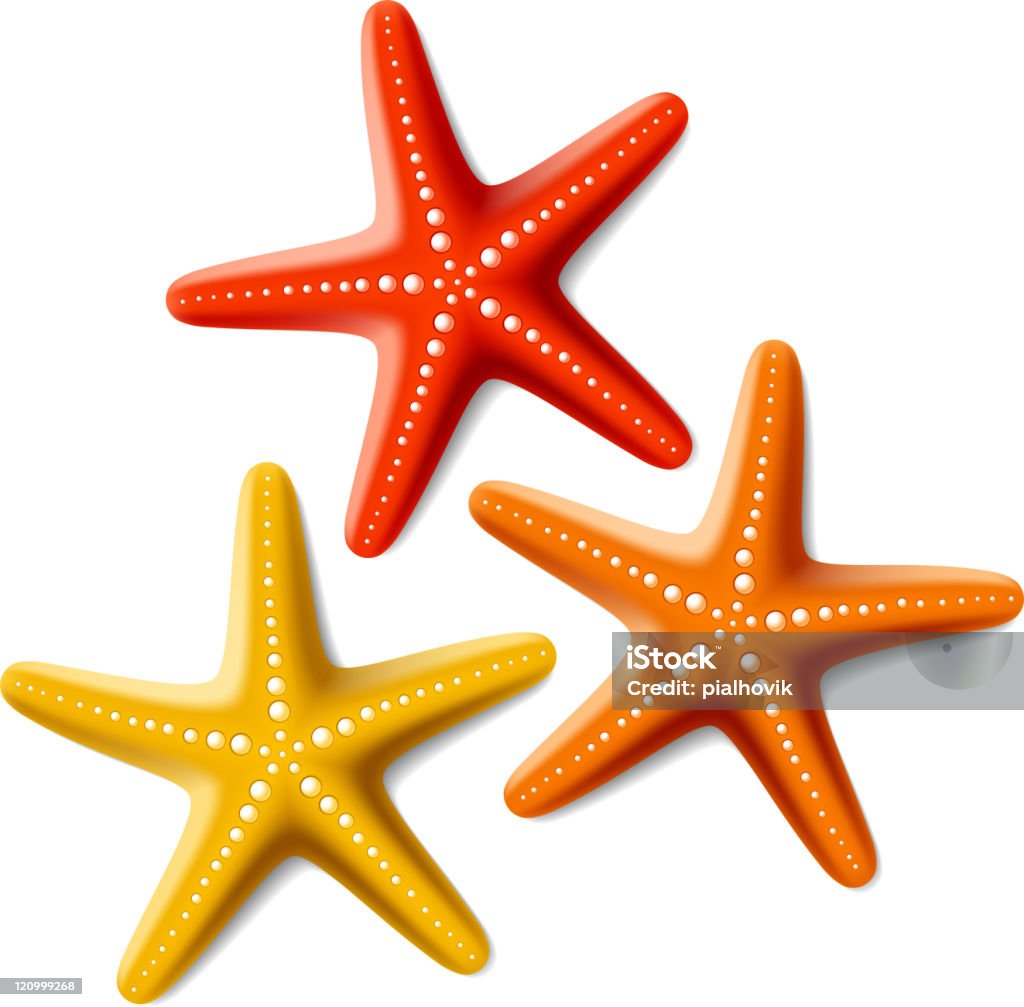 Starfishes  Starfish stock vector