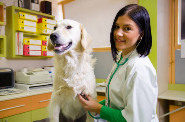 istock Pretty veterinarian with Labrador dog 1209994328