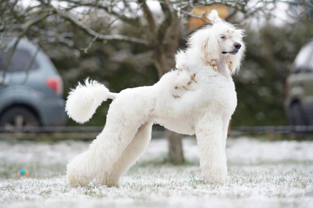 冬の雪の草の上に立って優雅な白いスタンダードプードル犬(スカンジナビアライオンショークリップ) - standard poodle ストックフォトと画像