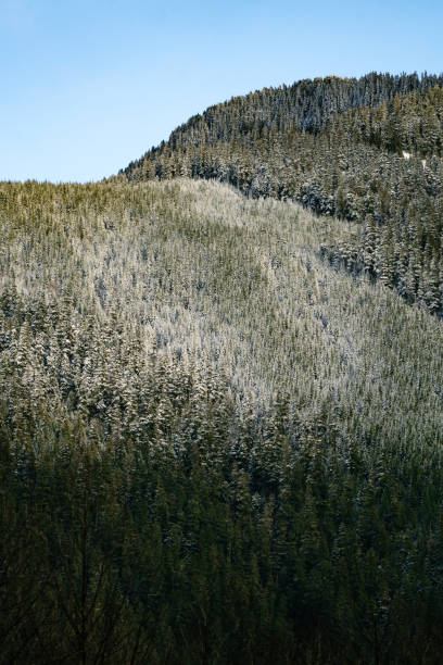Photo of Snow-dusted pine trees cover a mountain in the North Cascades