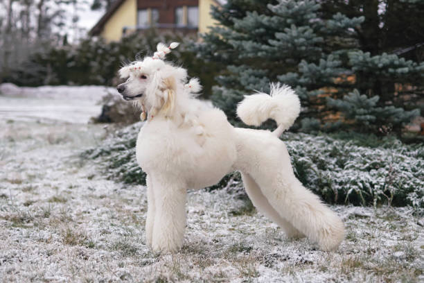 chien de caniche standard blanc gracieux (clip scandinave d’exposition de lion) restant dehors sur une herbe enneigée près d’un sapin en hiver - standard poodle photos et images de collection