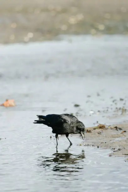 Side view of a crow fishing in a puddle on a Seattle beach in Seattle, WA, United States