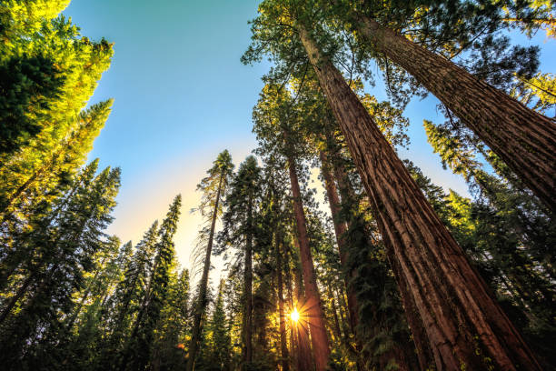 istock Sunrise in the Sequoia Forest, Yosemite National Park, 1209996128