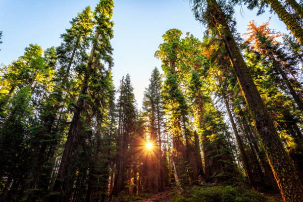 istock Sunrise in the Sequoia Forest, Yosemite National Park, 1209996248
