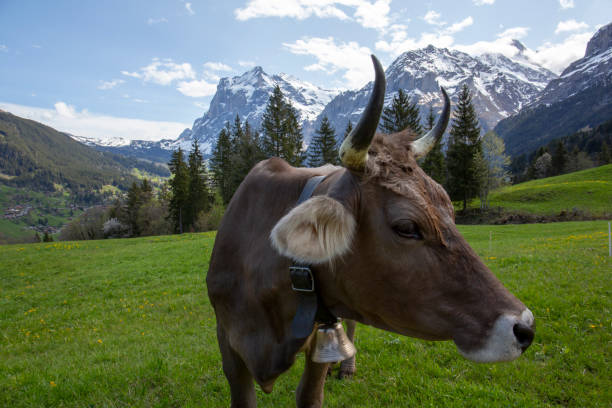 istock Mountain meadow leads to snowcapped peaks 1209996780