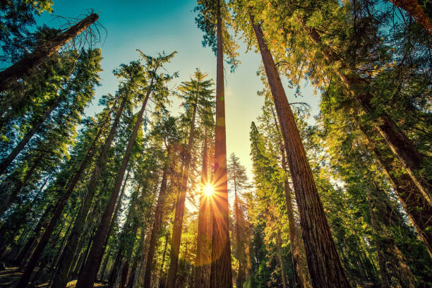 Forest of Sequoias, Yosemite National Park, California stock photo