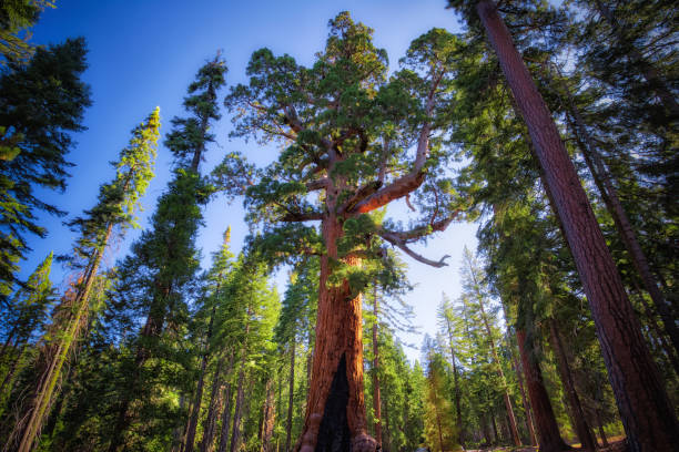 Grizzly Giant at Mariposa Grove of Giant Sequoias, Yosemite National Park, California stock photo