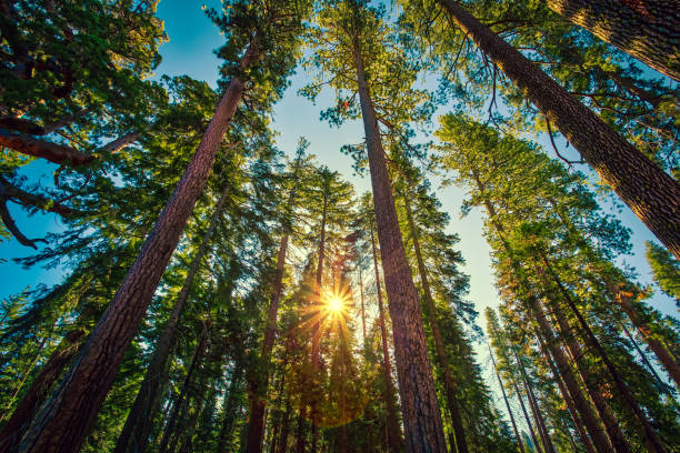 istock Sunrise in the Sequoia Forest, Yosemite National Park, 1209997476