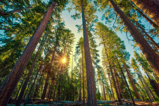 Sunrise in the Sequoia Forest, Yosemite National Park, stock photo
