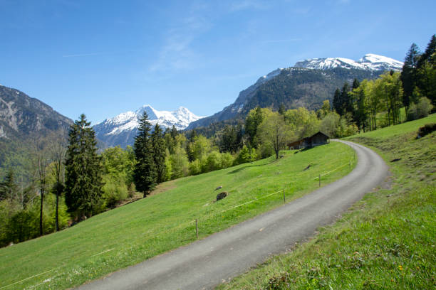 istock Mountain meadow leads to snowcapped peaks 1209997490