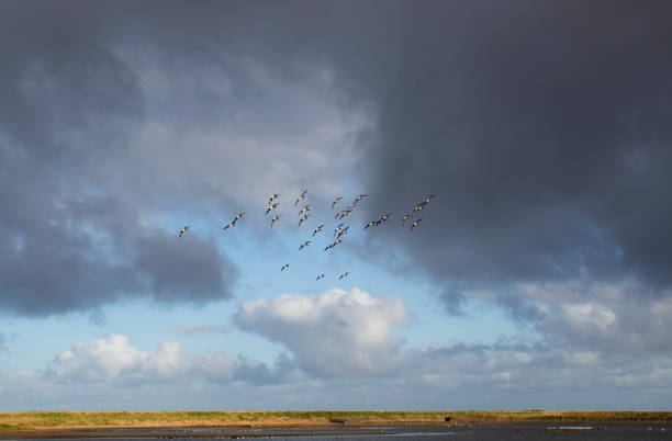 A series of outdoor photos of wildlife, wilderness and a lake in Norfolk England.
