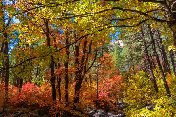 Fall colors in the West Fork of Oak Creek Canyon
