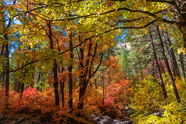Fall colors in the West Fork of Oak Creek Canyon Bigtooth Maple trees with vibrant fall colors in the West Fork of Oak Creek Canyon near Sedona, Arizona. coconino national forest stock pictures, royalty-free photos & images