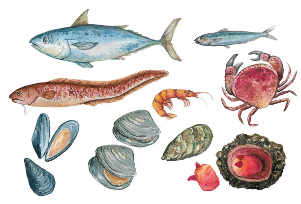 illustrazioni stock, clip art, cartoni animati e icone di tendenza di frutti di mare - clam