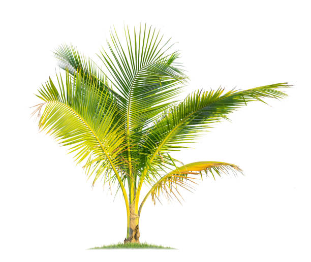 istock Isolated coconut tree on white background Low-cost coconut trees are the economic crops of Thailand, 1210001272