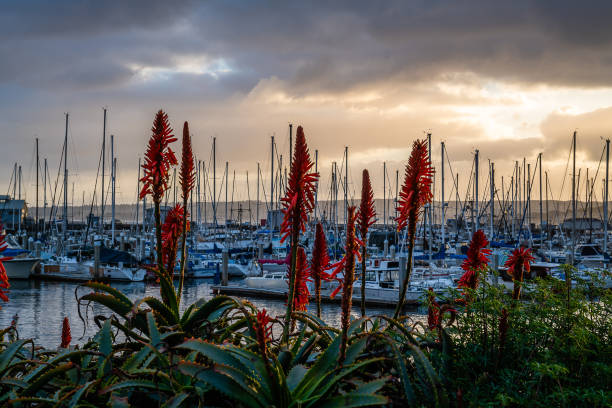 восход солнца со старой рыбацкой пристани - monterey california monterey county cannery row стоковые фото и изображения