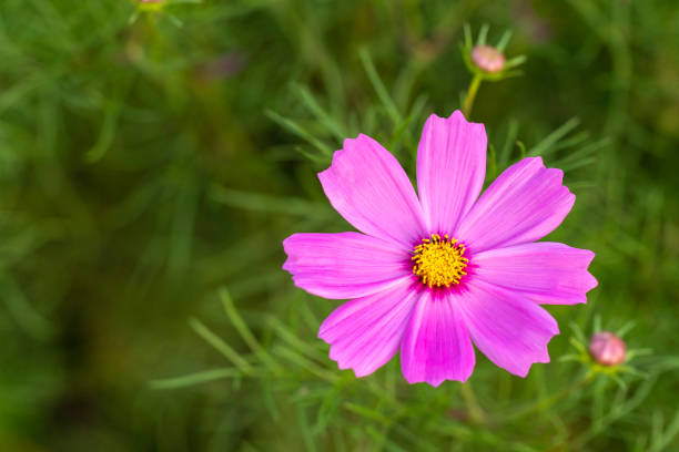 istock Cosmos flower in garden in thailand 1210005878
