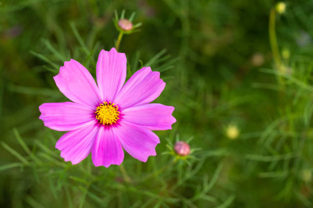 istock Cosmos flower in garden in thailand 1210005912