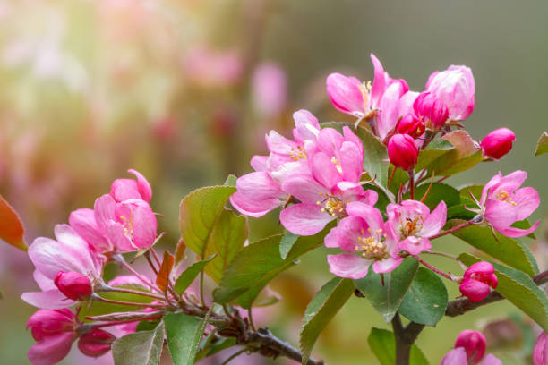 istock Fresh white and pink flowers of a blossoming apple tree in sunset light 1210006130