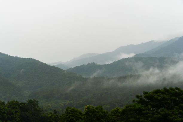 istock Foggy forest in a gloomy landscape 1210006164
