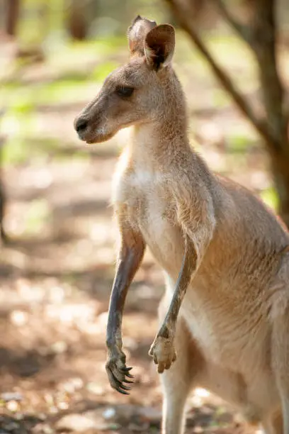 Eastern Grey Kangaroo also known as Macropus giganteus.
