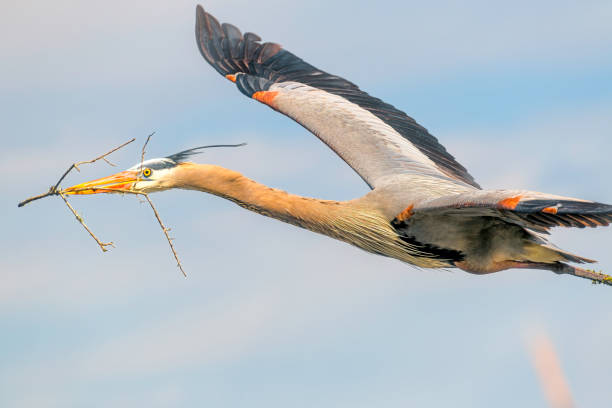 istock Great blue heron flying with twig in mouth 1210007218