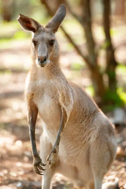 Eastern Grey Kangaroo also known as Macropus giganteus.