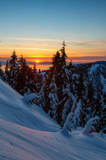 paesaggio naturale canadese - pine sunset night sunlight foto e immagini stock