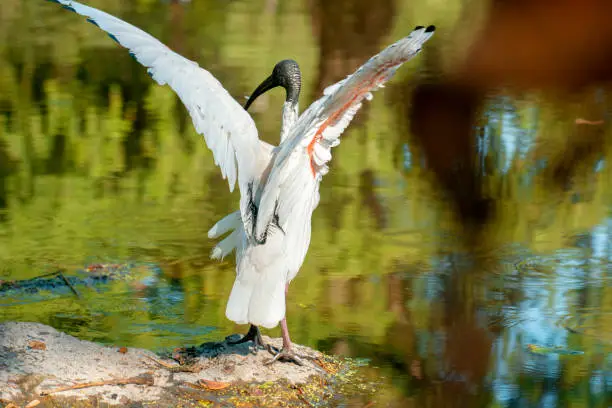Australian White ibis also known as Threskiornis Moluccus.