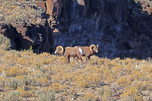 rocky mountain bighorn owiec w pobliżu taos, nowy meksyk - rio grande new mexico river valley zdjęcia i obrazy z banku zdjęć