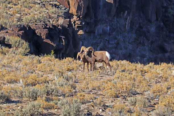 pecora bighorn delle montagne rocciose vicino a taos, nuovo messico - rio grande new mexico river valley foto e immagini stock