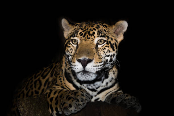 istock Jaguar in jungle at night hunting isolated on black 1210011641