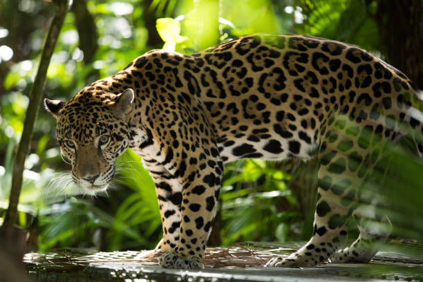 Jaguar relaxing in the jungle