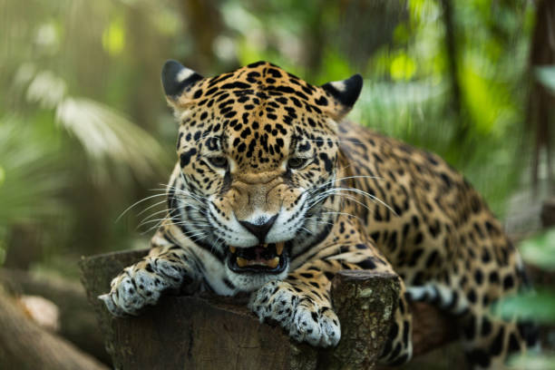 istock Jaguar relaxing in the jungle 1210011645
