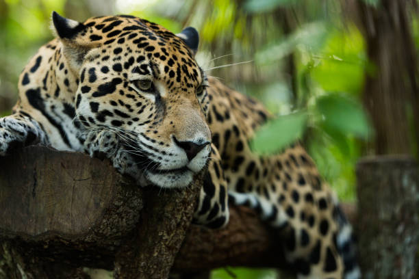 istock Jaguar relaxing in the jungle 1210011646