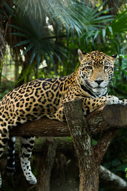 istock Jaguar relaxing in the jungle 1210011648
