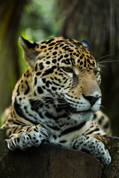 istock Jaguar relaxing in the jungle 1210011655