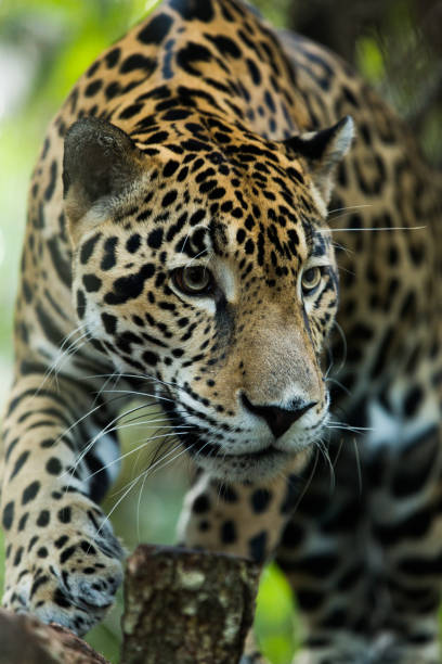 istock Jaguar relaxing in the jungle 1210011667