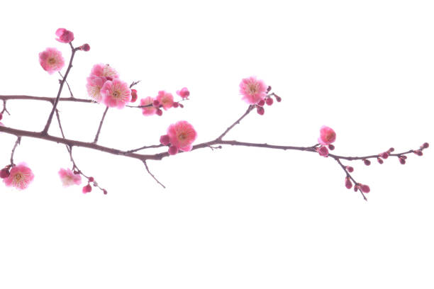 istock blooming plum tree with pink flowers in details. 1210011709