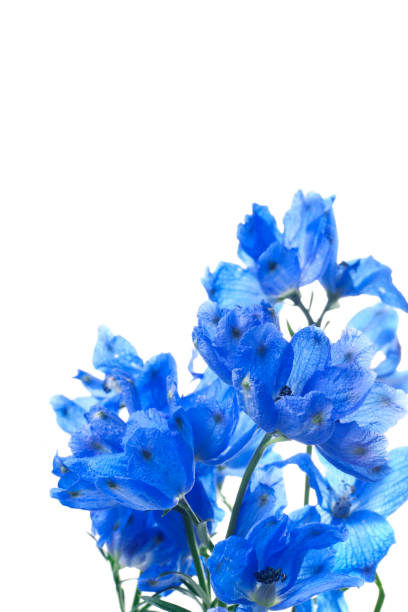 istock deep blue delphinium flowers. floral background. 1210011971