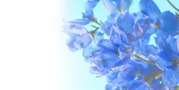 istock deep blue delphinium flowers. floral background. 1210012027