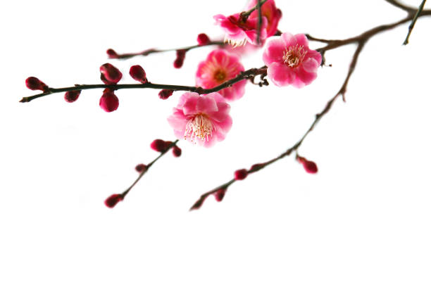 istock blooming plum tree with pink flowers in details. 1210012841