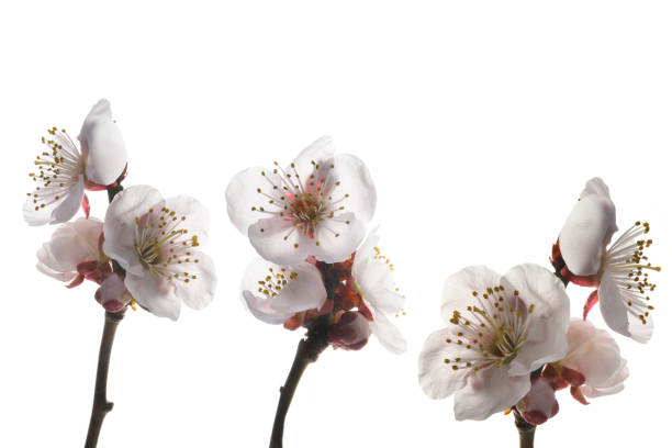 istock blooming plum tree with pink flowers in details. 1210012921