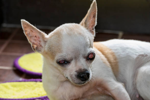 istock Small female chihuahua dogs resting 1210013266