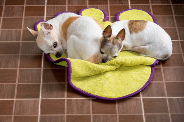 istock Small female chihuahua dogs resting 1210013269