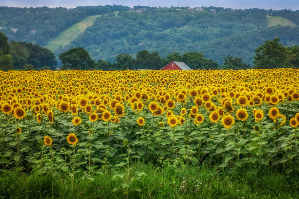 istock Field of Sunflowers 1210015076